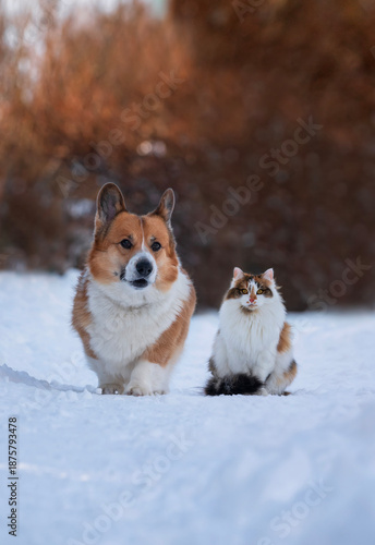 cute pets fluffy tricolor cat and corgi dog sitting on snow in winter snowy sunny garden