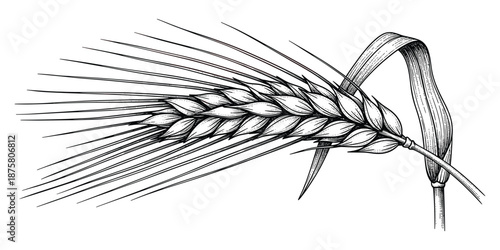 Barley ear vector illustration engraved style isolated on transparent background for grain