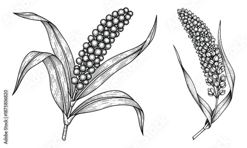 Millet or sorghum plant heads vector illustration engraved style isolated on transparent
