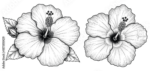 Hand drawn hibiscus flower illustration with leaves in engraving style vector