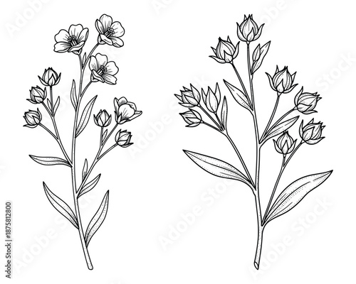 Wildflower branch vector illustration featuring flax blossoms for floral pattern creations