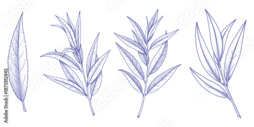 Willow leaves vector illustration pack featuring slender foliage for decorative plant art