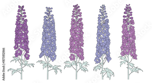 Five tall delphinium flowers are illustrated in shades of purple and blue, showcasing their dense vertical blooms and delicate green leaves.