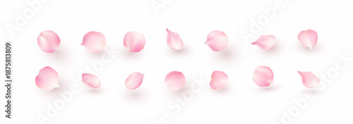 Petals of pink rose isolated on white background. Realistic sakura cherry flower elements for romantic banner design