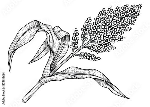 Sorghum plant vector illustration, detailed grain stalk with seeds and leaves