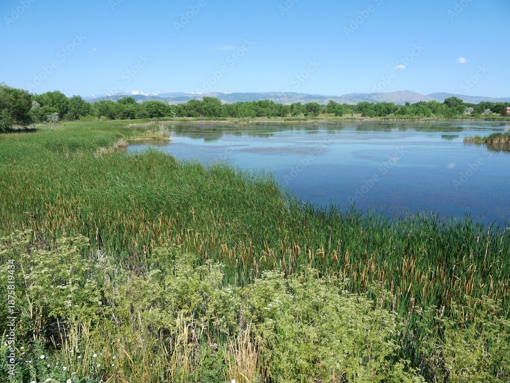 Obraz premium Summer Wetland with Green Marsh and Calm Water