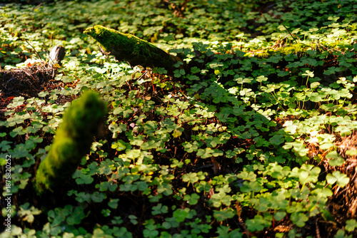 Sunlight filters through towering old-growth coastal redwoods in Humboldt Redwoods State Park, illuminating a lush floor of vibrant green ferns and clover along the iconic Avenue of the Giants.