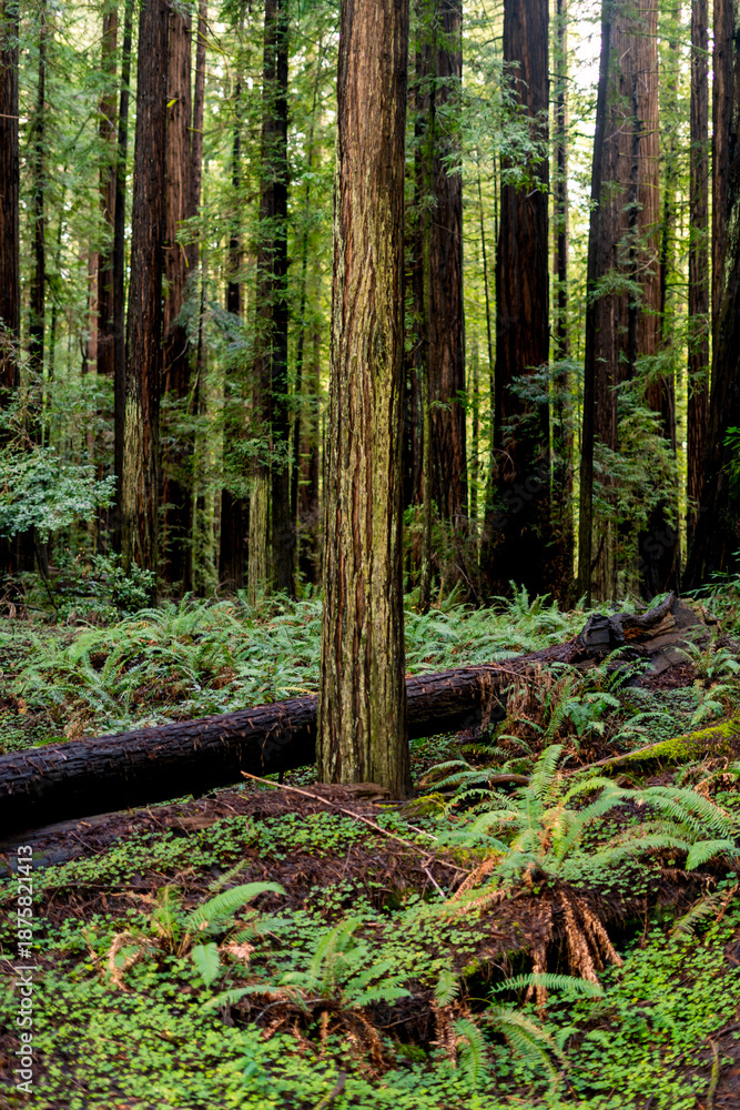 Obraz premium Sunlight filters through towering old-growth coastal redwoods in Humboldt Redwoods State Park, illuminating a lush floor of vibrant green ferns and clover along the iconic Avenue of the Giants.