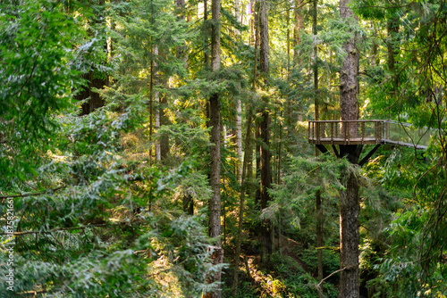 The Redwood Sky Walk at Sequoia Park Zoo features a network of suspended bridges and platforms reaching 100 feet into the canopy of an old-growth redwood forest in Eureka, California.