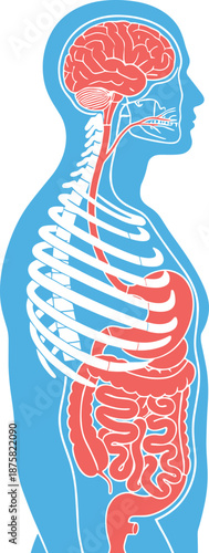 Human anatomy internal organs illustration showing brain, digestive system, and rib cage inside body silhouette isolated on white background for medical, biology, and education concepts