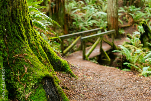 Фотография Rustic wooden footbridge spans a lush ravine in Arcata Community Forest, leading to trail stairs amidst towering redwoods and dense ferns in a serene Northern California temperate forest