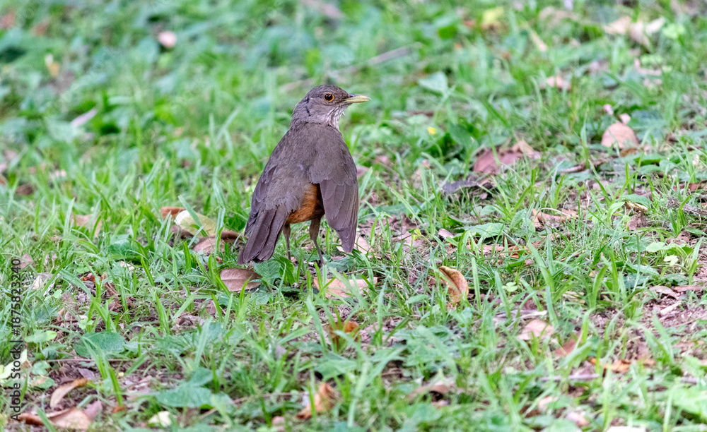Fototapeta premium Rufous-bellied thrush in a city park. 