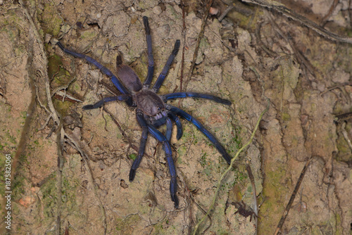 Closeup picture of an iridescent blue specimen of the Vietnam blue tarantula Chilobrachys dyscolus photographed in its biotope in Kep, Cambodia.