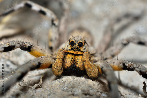 Closeup of the eyes of the Spanish tarantula or wolf spider Lycosa fasciiventris from Málaga, Andalusia, photographed on sand in its biotope.