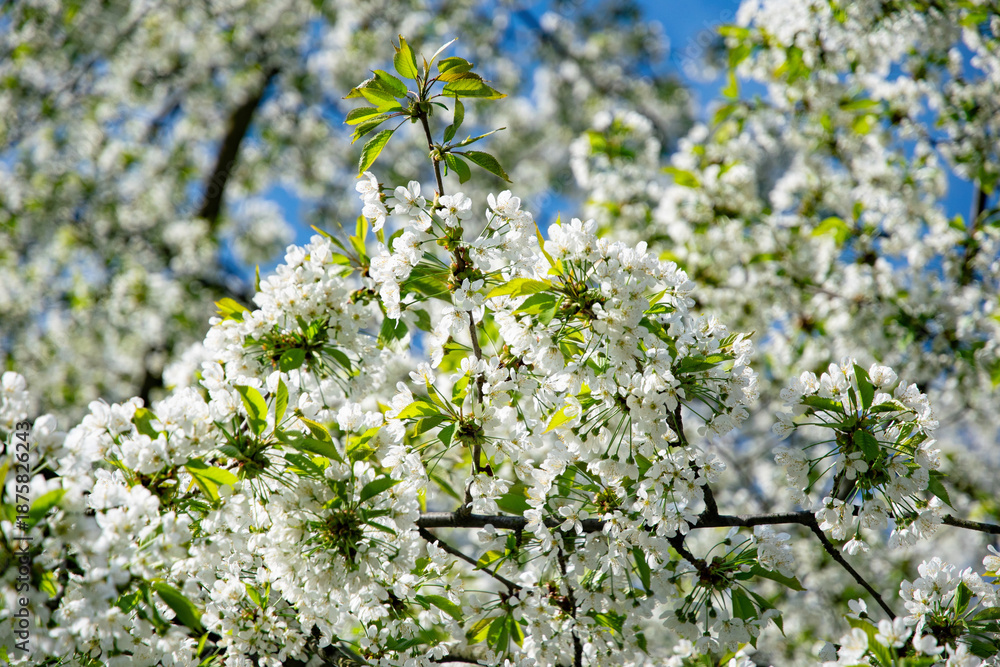 Fototapeta premium Blooming cherry tree in the spring garden