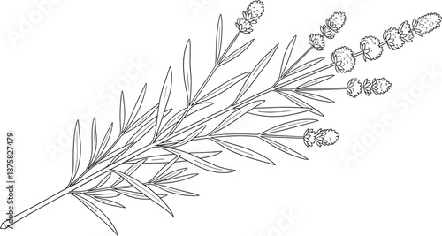 Black and white line of a lavender plant with leaves and flowers line black and white
