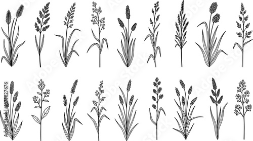 Black and white of various grass and wheat plants