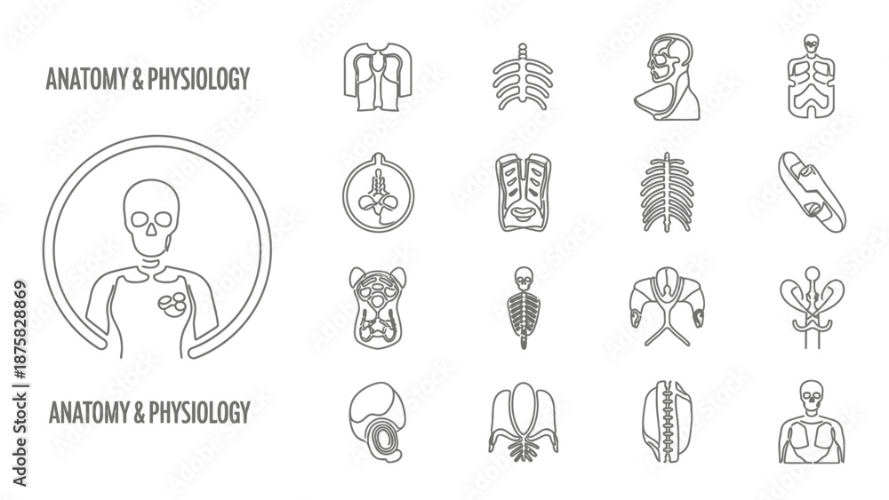 Fototapeta premium Anatomy And Physiology Icons Set: Human Skeleton, Torso, Skull, Ribs, Spine