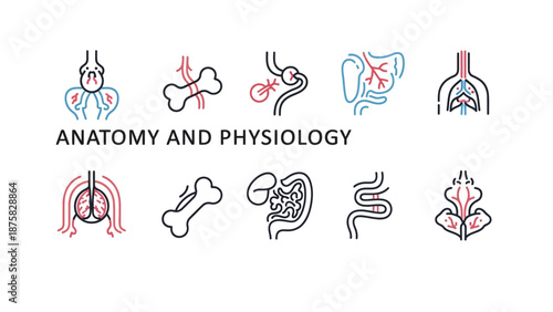 Anatomy and Physiology Icons Set: Human Body Organs and Systems
