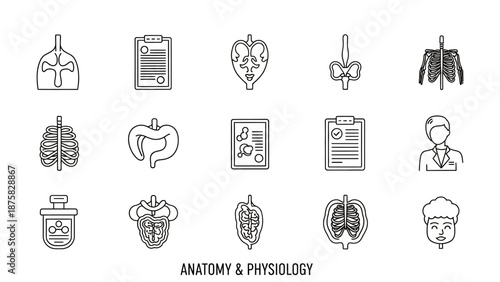 Anatomy and Physiology Icons: Organs, Medical Charts, Ribcage, Lungs, Digestive System