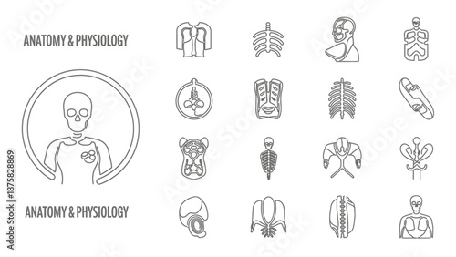 Anatomy And Physiology Icons Set: Human Skeleton, Torso, Skull, Ribs, Spine