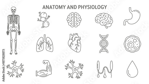 Anatomy and Physiology Icons: Skeleton, Brain, Heart, Lungs, DNA, Cells