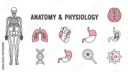 Anatomy and Physiology Icons: Skeleton, Brain, Lungs, Heart, Stomach, DNA, Cells