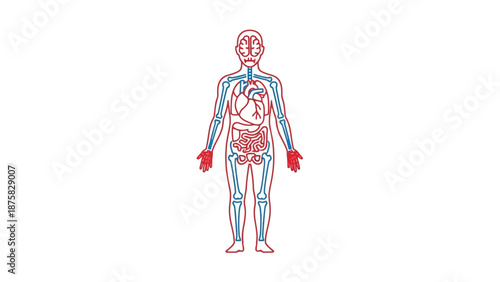 Human Anatomy - Circulatory and Respiratory System Diagram