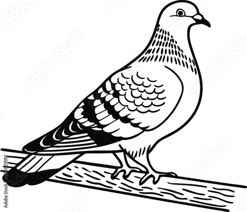 pigeon wild bird silhouette vector illustration
