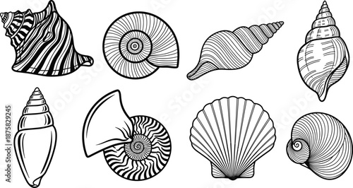 Black and white seashells nautilus ocean marine life