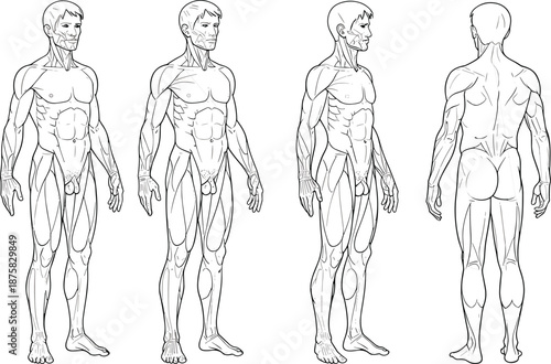 Male muscular anatomy from multiple angles human body muscular system line muscle groups