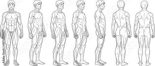 Male muscular anatomy in multiple views human body muscular system muscle groups