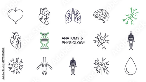 Human Anatomy and Physiology Icons: Heart, Brain, Lungs, DNA, Neuron, Skeleton