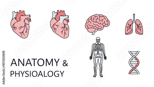 Human Anatomy and Physiology Icons: Heart, Brain, Lungs, Skeleton, DNA