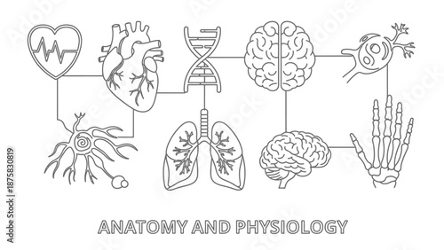 Human Anatomy and Physiology Icons: Heart, DNA, Brain, Lungs, Neuron, Skeleton Hand