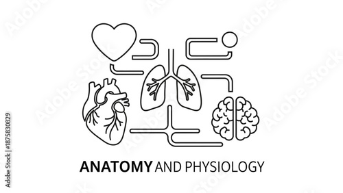 Human Anatomy and Physiology Icons: Heart, Lungs, Brain, Connections