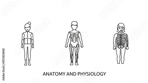 Human Anatomy and Physiology Icons: Skeleton, Muscles, and Organs