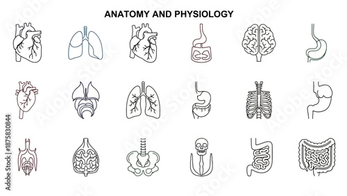 Human Anatomy and Physiology Icons: Heart, Lungs, Brain, Stomach, Skeleton, Intestines
