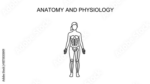 Human Anatomy and Physiology Illustration: Skeleton and Muscles Outline