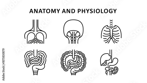 Human Anatomy and Physiology Icons: Respiratory, Digestive, and Circulatory Systems