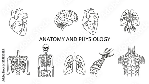 Human Anatomy and Physiology Icons Set: Heart, Brain, Lungs, Skeleton, Muscles