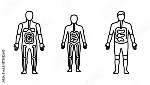 Human Anatomy Diagrams: Digestive System and Skeleton Outlines