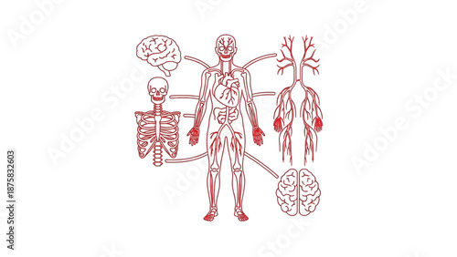 Human Anatomy Diagram: Skeleton, Brain, Circulatory System, Nervous System