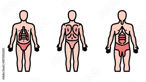 Human Anatomy Diagrams: Lungs, Muscles, and Digestive System