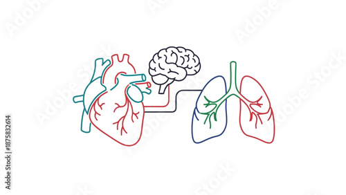 Human Anatomy: Heart, Brain, and Lungs Connection