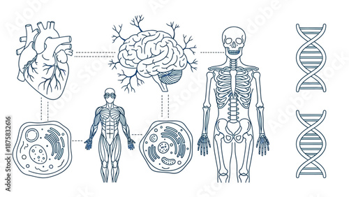 Human Anatomy: Heart, Brain, Skeleton, DNA, Cells, and Muscular System