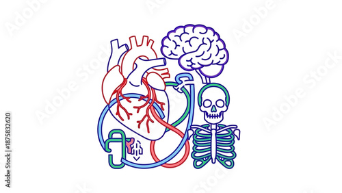 Human Anatomy: Heart, Brain, Skeleton Connection and Function