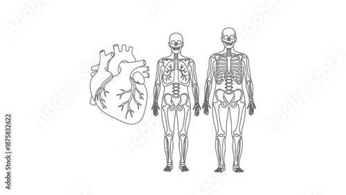 Human Anatomy: Heart and Skeletal System Outline