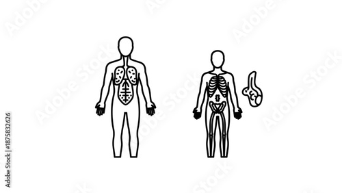 Human Anatomy Diagrams: Organs and Skeleton Comparison