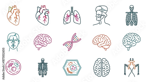 Human Anatomy Icon Set: Organs, Skeleton, Brain, DNA, Cells, Medical Illustrations